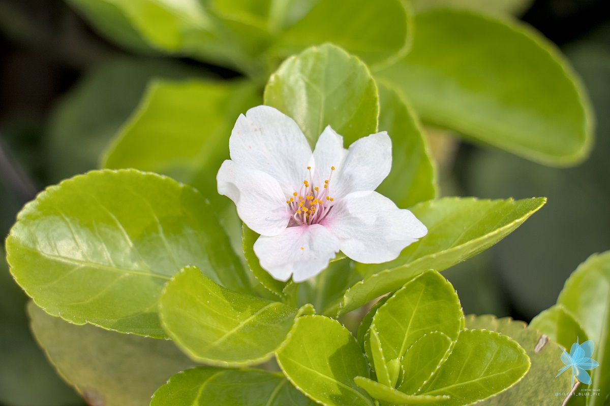 2023년 4월, 불광천의 어느 나뭇잎 위에 벚꽃송이가 하나 통째로 떨어져 있다.